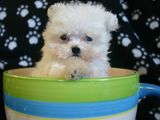 bichon maltez albi 600 ron