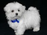 bichon maltez albi 600 ron