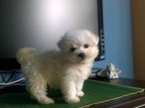 bichon maltez albi 600 ron