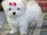 bichon maltez albi 600 ron