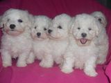 bichon maltez albi 600 ron