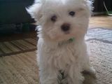 bichon maltez albi 600 ron