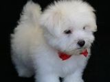 bichon maltez albi 600 ron