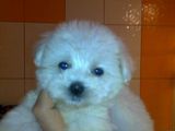 bichon maltez albi 600 ron