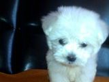 bichon maltez albi 600 ron