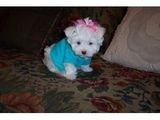 bichon maltez albi 600 ron