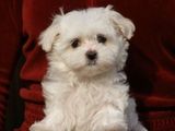 bichon maltez albi 600 ron