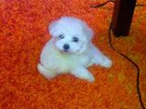 bichon maltez albi 600 ron