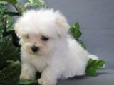 bichon maltez albi 600 ron