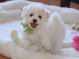 bichon maltez albi 600 ron