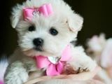 bichon maltez albi minii toy