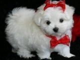 bichon maltez albi minii toy