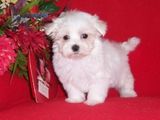 bichon maltez albi minii toy