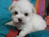 bichon maltez albi minii toy