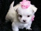 bichon maltez albi minii toy 600 ron