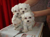 bichon maltez de vanzare