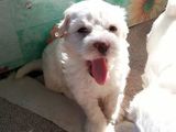 Bichon Maltez,mascul,6 saptamani,deparazitat