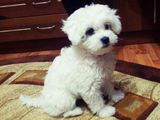 bichon maltez mini