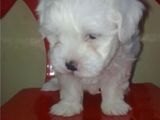 bichon maltez toy