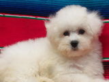 bichon maltezi albi 500 ron