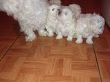 Bishon frise toy