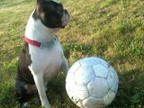 BOSTON  TERRIER  PT  MONTA