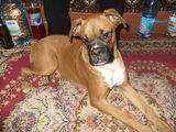 boxer,mascul,6luni