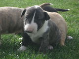 bull terrier