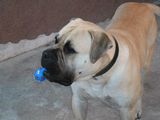 Bullmastiff mascul pentru monta femele