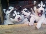 Căţei husky caută un cămin călduros şi iubitor