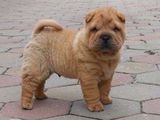 Caine shar-pei