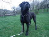 cane corso, 5 comenzi!