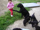 Cane Corso 6 saptamani