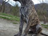 Cane corso deosebit