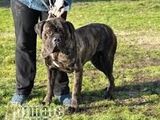 CANE CORSO TALIE MARE