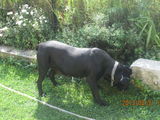 cane corso vanzare