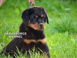 Canisa Akbarforce vinde pui Rottweiler cu pedigree