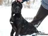 Canisa vinde pui cane corso cu pedigree