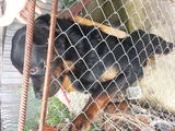 catea rasa rottweiler 2 LUNI