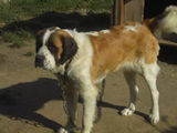 catea saint bernand