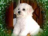 Catei Bichon Frise