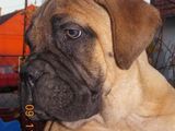 Catei Bullmastiff