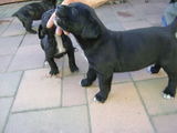 catei caine cane corso