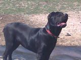 catei cane corso