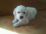 Catei Golden Retriever