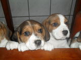 catei rasa Beagle