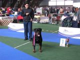 catei rottweiler de exceptie