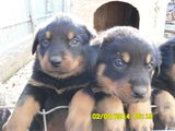 catei rottweiler de vanzare