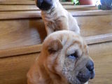 Catei shar-pei