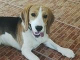 catel Beagle pierdut